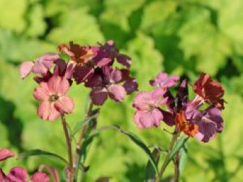 Goldlack 'Constant Cheer', Erysimum cheiri 'Constant Cheer', Topfware von Erysimum cheiri 'Constant Cheer'