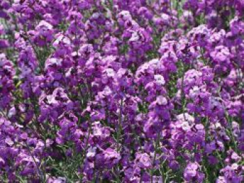 Goldlack 'Bowles Mauve', Erysimum x cultorum 'Bowles Mauve', Topfware von Erysimum x cultorum 'Bowles Mauve'