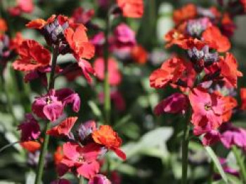 Goldlack 'Red Jep', Erysimum x cultorum 'Red Jep', Topfware von Erysimum x cultorum 'Red Jep'