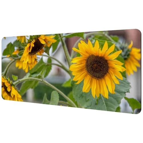 Eslifey Extra großes Mauspad, Sommer-Sonnenblume, Natur, Blumenmuster, erweitertes Schreibtisch-Mauspad mit rutschfester Gummiunterseite, Schreibtischunterlage für Gamer, Büro und Zuhause, 40 x 89,5 Eslifey Extra großes Mauspad, Sommer-Sonnenblume, Natur, Blumenmuster, erweitertes Schreibtisch-Mauspad mit rutschfester Gummiunterseite, Schreibtischunterlage für Gamer, Büro und Zuhause, 40 x 89,5 von Eslifey