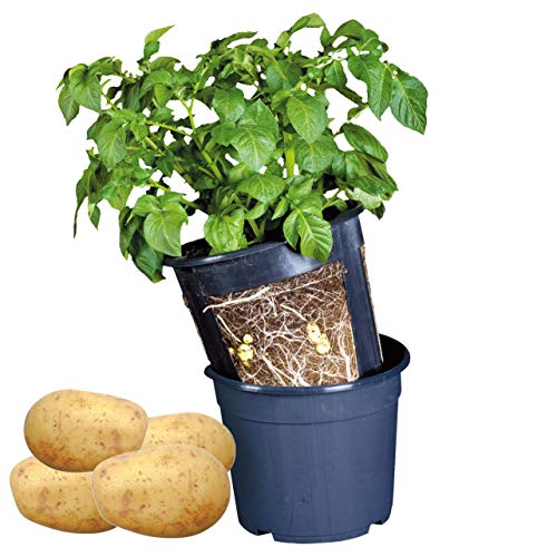 Esschert Design Kartoffeltopf blau von Esschert Design