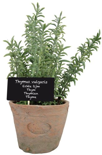Esschert Design Kunststoffpflanze Thymian im Topf, Größe L, ca. 11 cm x 11 cm x 19 cm von Esschert Design