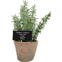Esschert Design Kunststoffpflanze Thymian im Topf, Größe L, ca. 11 cm x 11 cm x 19 cm von Esschert Design