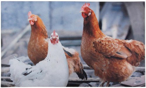 Esschert Türmatte Hühner, RB92 von Esschert Design