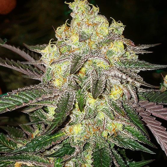 Candy Store von Ethos Genetics