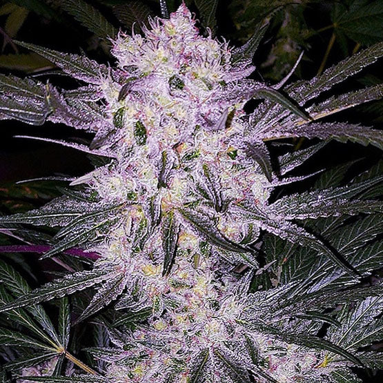 Lilac Cookies von Ethos Genetics