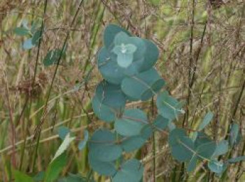 Eukalyptus 'Metallica', Eucalyptus gundal 'Metallica', Topfware von Eucalyptus gundal 'Metallica'