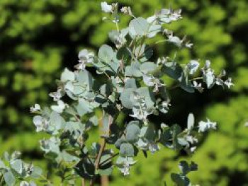 Mostgummi-Eukalyptus 'Azura', 80-100 cm, Eucalyptus gunnii 'Azura', Containerware XXL von Eucalyptus gunnii 'Azura'