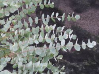 Eukalyptus 'Blaue Liebe' ®, 40-60 cm, Eucalyptus gunnii 'Blaue Liebe' ®, Containerware XXL von Eucalyptus gunnii 'Blaue Liebe' ®