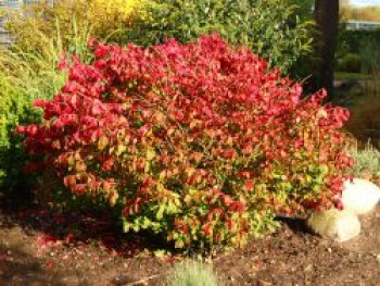 Niedriger Korkspindelstrauch / Korkflügelstrauch 'Compactus', 20-30 cm, Euonymus alatus 'Compactus', Containerware von Euonymus alatus 'Compactus'