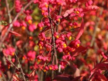 Pracht-Pfaffenhütchen / Spindelstrauch 'Red Cascade', 100-125 cm, Euonymus europaeus 'Red Cascade', Containerware XXL von Euonymus europaeus 'Red Cascade'