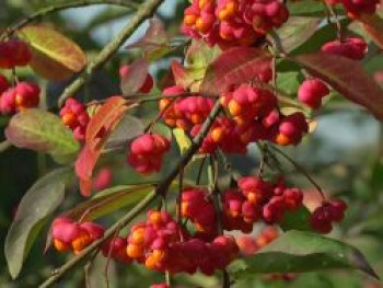 Pfaffenhütchen / Gemeiner Spindelbaum, 40-60 cm, Euonymus europaeus, Containerware von Euonymus europaeus