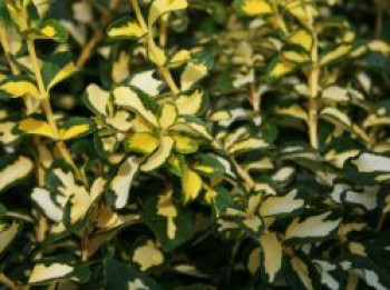 Kriechspindel 'Blondy'  ®, 15-20 cm, Euonymus fortunei 'Blondy'  ®, Topfware von Euonymus fortunei 'Blondy'  ®