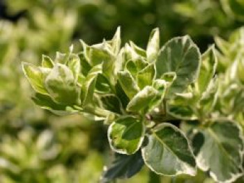 Spindelstrauch / Kriechspindel 'Emerald'n Gaiety', 20-30 cm, Euonymus fortunei 'Emerald'n Gaiety', Containerware von Euonymus fortunei 'Emerald'n Gaiety'