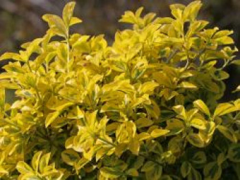 Spindelstrauch / Kriechspindel 'Emerald'n Gold', 10-20 cm, Euonymus fortunei 'Emerald'n Gold', Topfware von Euonymus fortunei 'Emerald'n Gold'