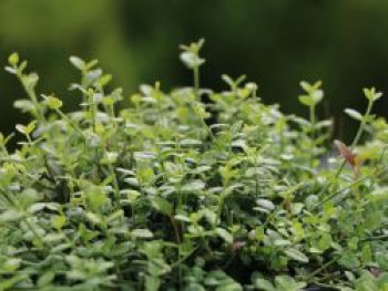 Kleinblättrige Teppichspindel / Kriechspindel  'Minimus', 15-20 cm, Euonymus fortunei 'Minimus', Topfware von Euonymus fortunei 'Minimus'