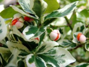 Weißbunte Kriechspindel 'Variegatus', 15-20 cm, Euonymus fortunei 'Variegatus', Topfware von Euonymus fortunei 'Variegatus'