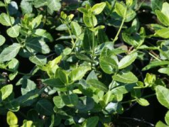 Immergrüne Kriechspindel, 15-20 cm, Euonymus fortunei var. radicans, Topfware von Euonymus fortunei var. radicans