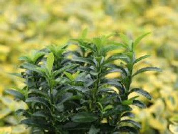 Japanischer Spindelstrauch / Kriechspindel 'Green Empire' ®, 20-30 cm, Euonymus japonicus 'Green Empire' ®, Containerware von Euonymus japonicus 'Green Empire' ®