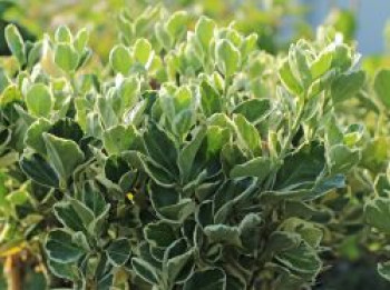 Japanspindel 'Kathy', Stamm 50 cm, Euonymus japonicus 'Kathy', Stämmchen von Euonymus japonicus 'Kathy'