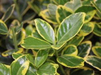 Japanischer Spindelstrauch 'Marieke', 20-40 cm, Euonymus japonicus 'Marieke', Containerware von Euonymus japonicus 'Marieke'
