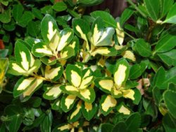 Kleinblättrige Japanspindel 'Ovatus Aureus', 20-30 cm, Euonymus japonicus 'Ovatus Aureus', Containerware Kleinblättrige Japanspindel 'Ovatus Aureus', 20-30 cm, Euonymus japonicus 'Ovatus Aureus', Containerware von Euonymus japonicus 'Ovatus Aureus'