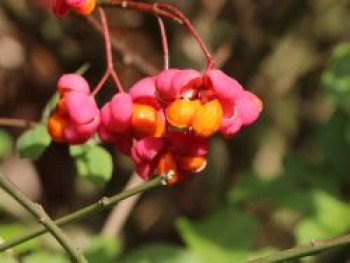 Großfrüchtiges Pfaffenhütchen, 40-60 cm, Euonymus planipes, Containerware von Euonymus planipes