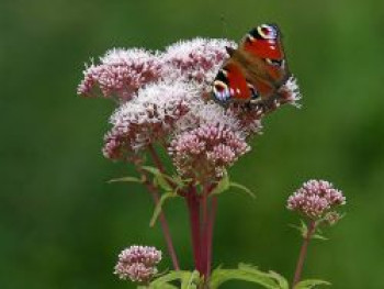Wasserdost, Eupatorium cannabinum, Topfware von Eupatorium cannabinum