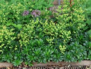 Mandelblättrige Wolfsmilch, Euphorbia amygdaloides var. robbiae, Topfware von Euphorbia amygdaloides var. robbiae