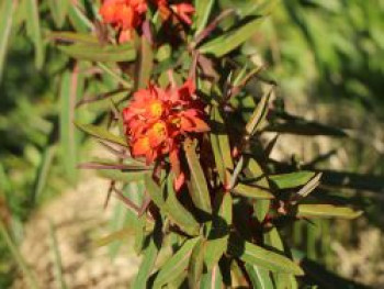 Himalaja Wolfsmilch 'Fireglow', Euphorbia griffithii 'Fireglow', Topfware von Euphorbia griffithii 'Fireglow'