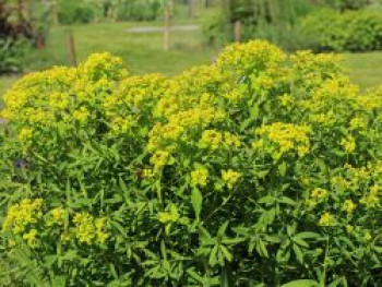 Sumpf-Wolfsmilch 'Walenburg's Glorie', Euphorbia palustris 'Walenburg's Glorie', Topfware von Euphorbia palustris 'Walenburg's Glorie'