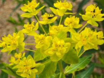 Sumpf-Wolfsmilch, Euphorbia palustris, Topfware von Euphorbia palustris