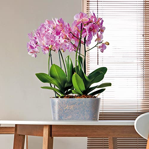 Euro3plast 3190 Clivo Greener Orchideentopf 28 cm oval und transparent aus recyceltem Kunststoff Blumentopf von Euro3plast