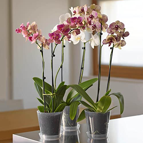 Euro3plast Clivo Greener Orchideentopf mit Untersetzer transparent 3 Größen zur Wahl aus recyceltem Kunststoff (18 cm) von Euro3plast