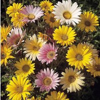 African Daisy The Bear Ohr Blumen Mischung 0, 5 G/50 Samen - Arctotis X Hybrida Gmo Free von EuroGardenStore