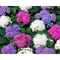 Ageratum Blue Goatweed Flossflower Blumen Mischung 0, 2G/500 Samen - Houstonianum Gmo Frei von EuroGardenStore