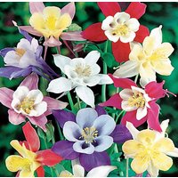 Akelei Blumen Mischung 0, 3G/100 Samen - Aquilegia Hybrida Gmo Free von EuroGardenStore