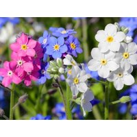 Alpen Vergissmeinnicht Blumen Mischung 0, 5G/700 Samen - Myosotis Alpestris Gmo Free von EuroGardenStore