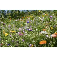 Anti Smog Blumen/Wiesenblumen Mischung 10G/1000 Samen von EuroGardenStore