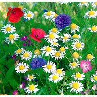 Anti Smog Wiesenblumen Mischung 2G/200 Samen Gmo Frei von EuroGardenStore