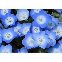 Baby Blaue Augen Blumen Mischung 1G/200 Samen - Nemophila Gmo Free von EuroGardenStore