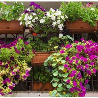 Balkon Bunte Blumen Mischung 1G/300 Samen Gmo Frei von EuroGardenStore