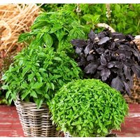 Basilikum Sortenmischung 1G/300 Samen - Ocimum Basilicum Gmo Free von EuroGardenStore