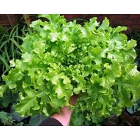 Blattsalat/Salatschüssel 1G 200 Samen - Lactuca Sativa Gmo Free von EuroGardenStore