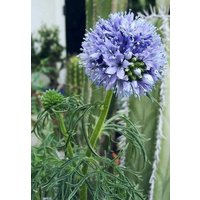 Blaukopf Gilia Flowers Globe 0.5G/200 Samen - Capitata Gmo Free von EuroGardenStore