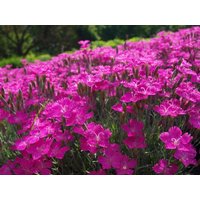 Cheddar Pink Flowers 0, 2G/100 Samen - Dianthus Gratianopolitanus Gmo Free von EuroGardenStore