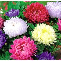 China Aster Chrysantheme Blüten Mischung 1G/200 Samen - Callistephus Chinensis Gmo Free von EuroGardenStore