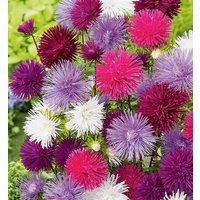 China Aster Hohe Nadelblumen Mischung 1G/200 Samen - Callistephus Chinensis Gmo Free von EuroGardenStore