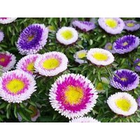 China Aster Hohe Pompom Moonshine Blumen 0, 5G/100 Samen - Callistephus Chinensis Gmo Free von EuroGardenStore