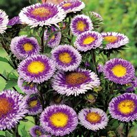 China Aster Hoher Pompom Blue Moon Flowers 0, 5G/100 Samen - Callistephus Chinensis Gmo Free von EuroGardenStore